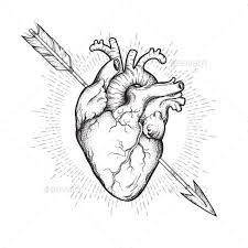 Human Heart Pierced With Cherubs Arrow Human Heart Drawing Human Heart Tattoo Anatomical Heart Art