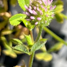 Image result for Trifolium masaiense