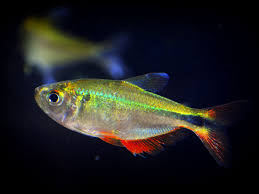 What is a tetra fish i have no idea. Buenos Aires Tetra Fish Species Profile
