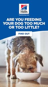 If you're home during the day, you may prefer feeding three meals a day. Pin On Mini Schnauzer Puppies