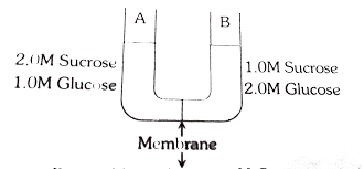Observe The Following Figure After The System Reaches Equilibrium Which Of The Following Changes Will Have Occurred Img Src Https D10lpgp6xz60nq Cloudfront Net Physics Images Errl Bio Ncert Neet V01 C04 1 E01 087 Q01 Png Width 80