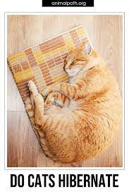 Do Cats Hibernate Cats Cat Sleeping Animals That Hibernate