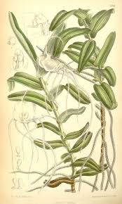 Image result for Angraecum moandense