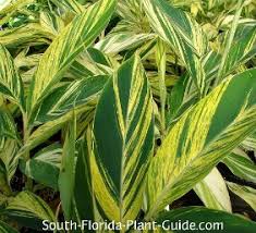 We did not find results for: Shade Landscaping For South Florida