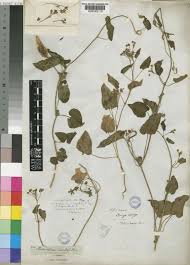 Image result for Pentarrhinum insipidum
