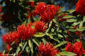 We did not find results for: Black Diamond Images Alloxylon Flammeum Queensland Tree Waratah Red Silky Oak Alloxylon Flammeum Queensland Tree Waratah Red Silky Oak