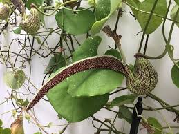Image result for Aristolochia promissa