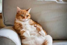 Sisman Kedi Barnievet Veteriner Klinigi