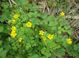 Image result for Oxalis oligotricha