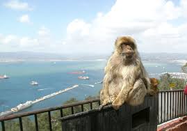 Gibraltar affen wild monkeys on the rock of gibraltar. Gibraltar Das Britische Uberseegebiet An Der Sudkuste Spaniens
