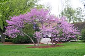 Hearts of gold redbud tree. Eastern Redbud Cercis Canadensis Wisconsin Horticulture