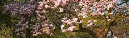 Zum glück gibt es als alternative großartige zwergvarianten, die. Welche Baume Eignen Sich Fur Ihren Garten Gartencenter Eifelflor In Nideggen