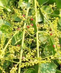 Image result for Salvadoraceae