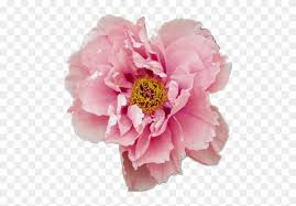 Google Image Result For Https Www Clipartmax Com Png Middle 277 2770811 Peony Aesthetic Flower Pink Pretty Tumblr P Pretty Tumblr Pastel Aesthetic Tumblr Art