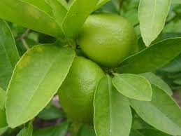 While the tree is developing remember to fertilise regularly and prune to shape. Common Diseases Of Lime Trees Gardening Channel