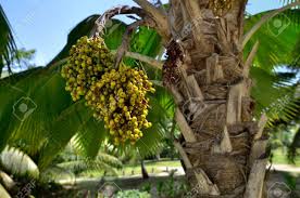 Washingtonia robusta is one of my favorite plants. Fruit Of Palm Tree Washingtonia Robusta Royalty Free Stok Fotograf Resimler Gorseller Ve Stok Fotografcilik Image 19021636