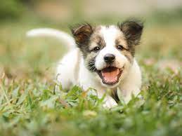 Female dog names that start with h. Dog Names From A To Z