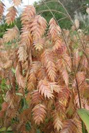 Image result for Chasmanthium latifolium