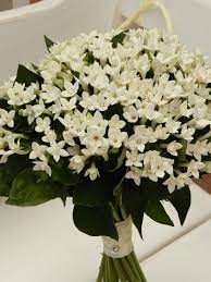 La scelta per i fiori bianchi è ampissima: Bouvardia Bouquet Would Make A Beautiful Classic And Petite Bouquet Bouquet Matrimonio Fiori Matrimonio Estivo Bouquet Di Nozze