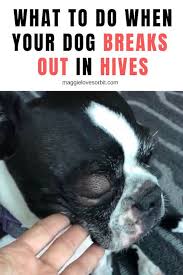 My Dog Broke Out In Hives Dog Hives Dog Skin Care Dog Care Tips