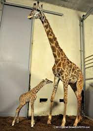 Baby Giraffe At Greenville Zoo Baby And Mom City Of Greenville Sc Flickr