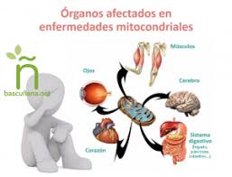 La disautonomía es una alteración del sistema nervioso autónomo (sna), el cual controla las funciones involuntarias de los órganos internos. Disautonomia Bascunana