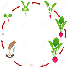 We did not find results for: Life Cycle Of Radish Plant On A White Background Royalty Free Cliparts Vectors And Stock Illustration Image 146741768