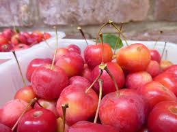 Malus Crab Apples Crab Apple Crab Apple Recipes Apple