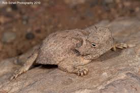 Arizona Lizard Black And White Tail Calphotos Phrynosoma Modestum Round Tailed Horned Lizard Horned Lizard Lizard Animals