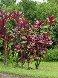 Culture full sun / light shade, well drained soil. Plantfiles Pictures Cordyline Hawaiian Ti Plant Good Luck Plant Ti Plant Colorful Ti Cultivars Cordyline Fruticosa By Htop