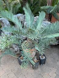 Image result for Encephalartos schmitzii