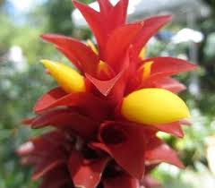 Image result for Siphonochilus rhodesicus