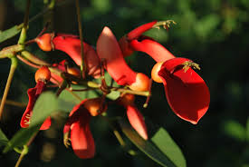 Flowering trees for sale philippines. Cainta Plant Nursery For Your Tree Planting Projects Landscaping And Garden Needs