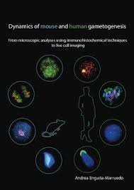 The other 44 chromosomes are known as autosomes. Dynamics Of Mouse And Human Gametogenesis