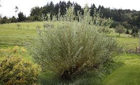 Zur Herstellung Von Weidenwasser Bieten Sich Die Jungen Zweige Der Silberweide Salix Alba An Weiden Silberweide Naturgarten