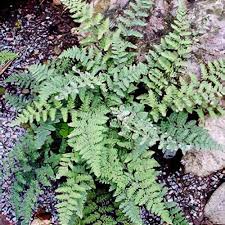 Image result for Cheilanthes