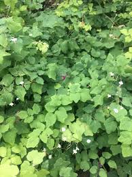 Image result for Blyxa hexandra