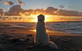 pin by ido on kucuk dostlarimiz pets dog beach animals
