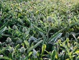 Zucchini, cucurbita pepo is vitamin c and b6 rich vegetable support for antioxidant, overall health, treat migraine, prevent stroke and assist in weight loss. Are We Wrong About What Makes Food Healthy Goop