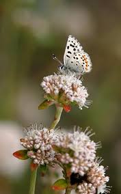 Image result for Smithia erubescens