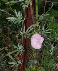 Image result for Convolvulus farinosus
