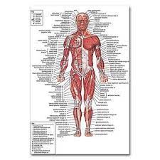 Anatomy mapper has been online since 2009, and has lead to numerous publications and international collaborations. Human Anatomy Body Muscles Map Silk Poster 12x18 24x36 Inch Ebay