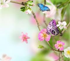  Wallpaper Bunga Sakura Dan Mawar Satu Bagian Dari Postingan Gambar Bunga Hd Populer Terkeren Dan Gambar Wallpaper Bunga Wallpaper Bunga Bunga Sakura Bunga