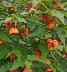 Image result for Abutilon