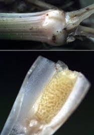 Image result for Isoetes alstonii