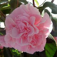 Debutante Flower Show Camellia Flowers