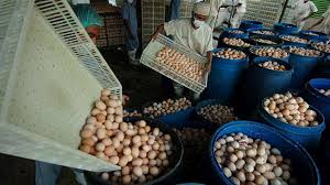 Berapakah harga ayam birma ori & silangan terbaru? Harga Telur Anjlok Karena Permintaan Nihil Dari Jabodetabek Peternak Panik Bisnis Tempo Co
