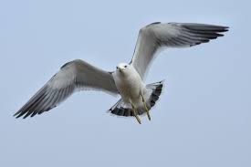 Image result for seagull