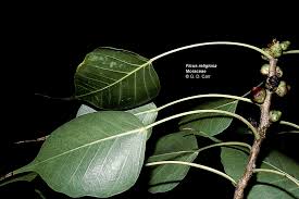 Image result for Moraceae
