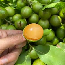 Image result for Melicoccus